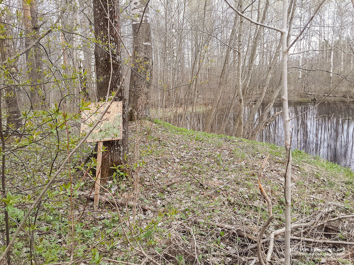 Небольшое лесное озеро. Старая мишень. Кто-то любит пострелять на досуге.