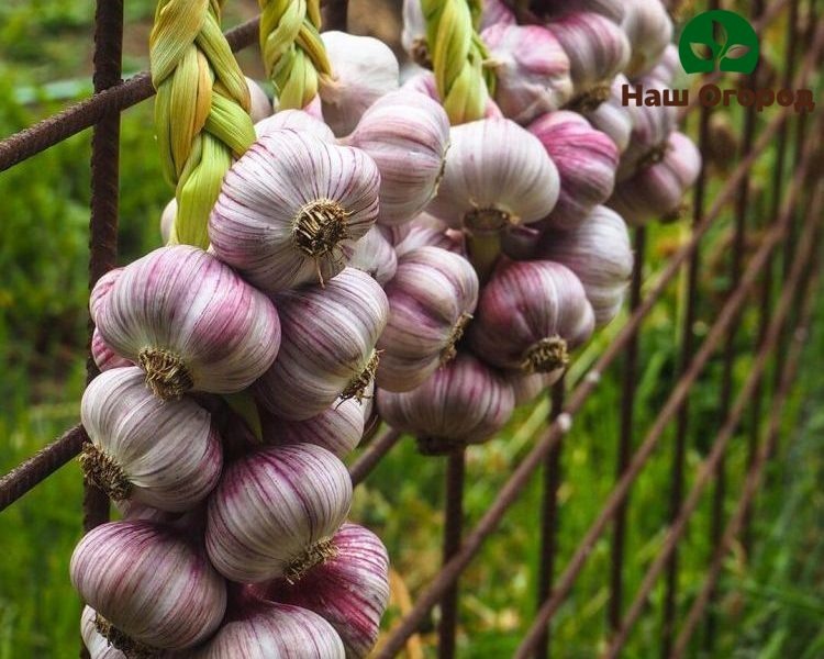 Проведите эту подкормку, результат будет приятным для вас и вашего урожая!