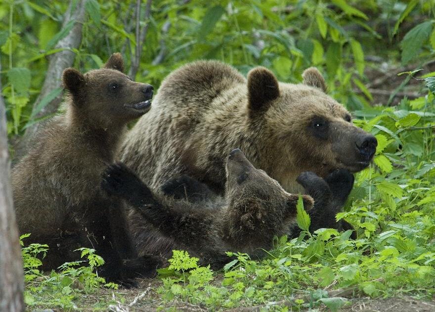 Медвежата сеголетки. Кормление медвежат. Популяция бурого медведя в Австрии. Как медведи кормят медвежат.
