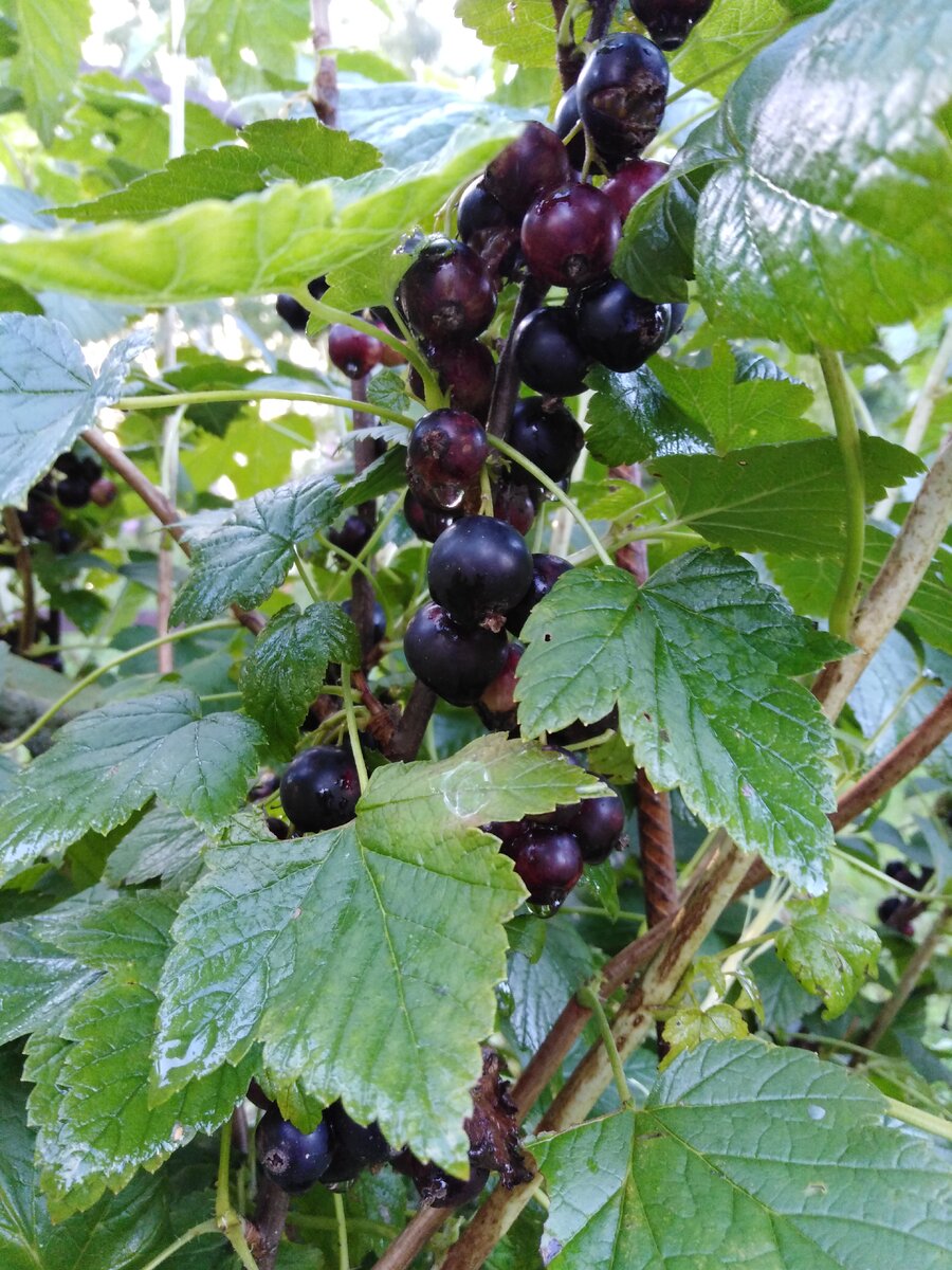 Первый урожай 2019. Фото автора