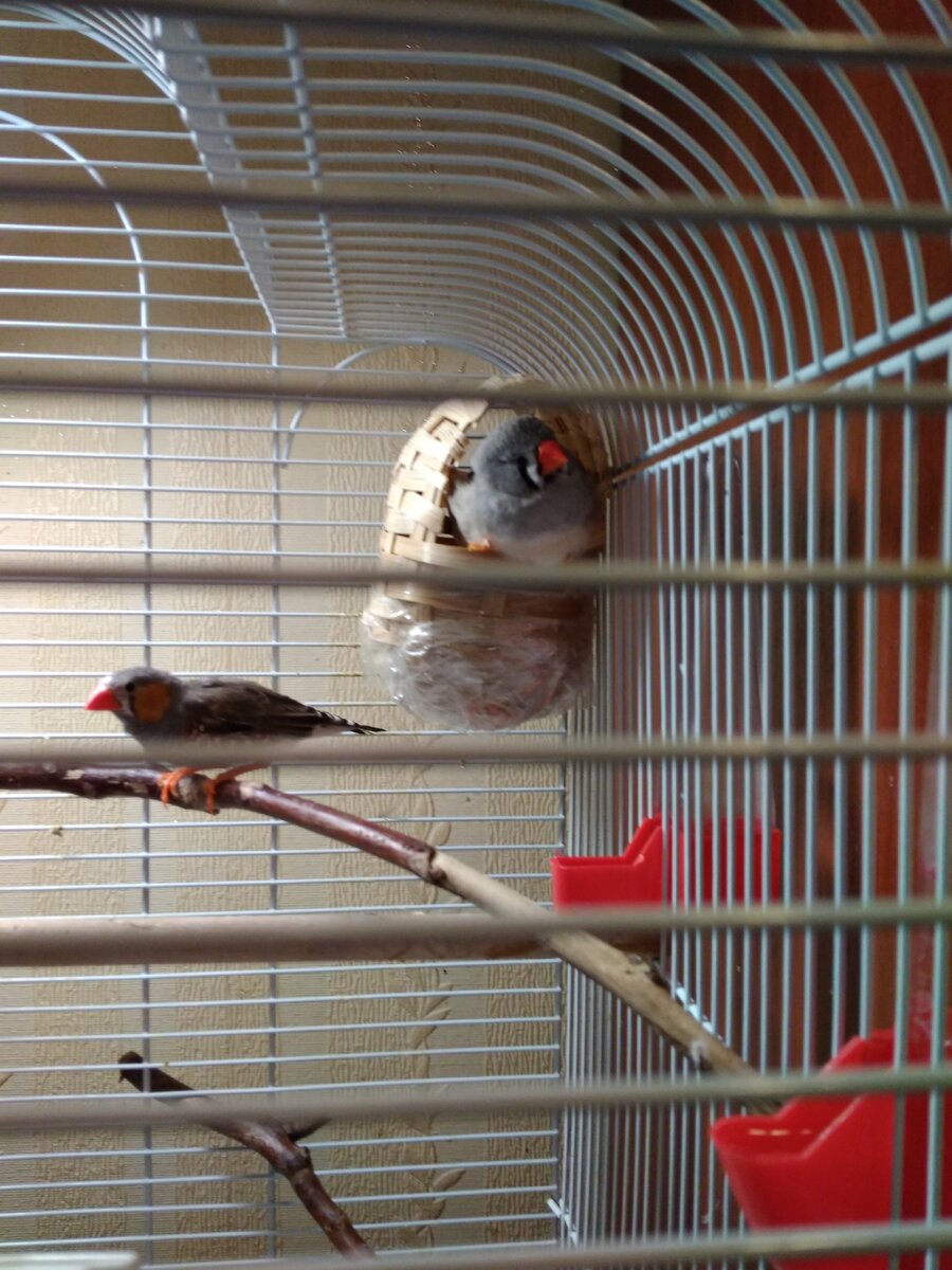 Дымка на страже птенцов