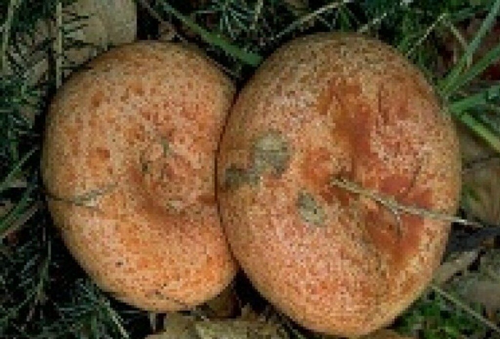 грибы на соление описание