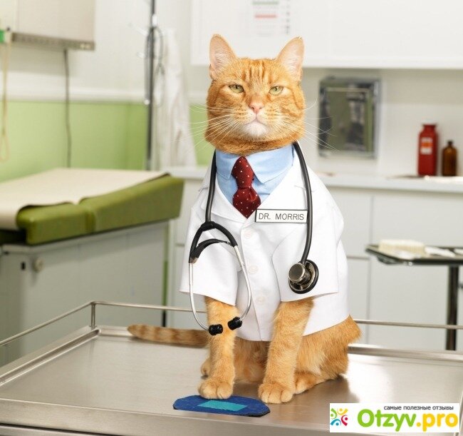 Лучший корм для кошек по мнению ветеринаров