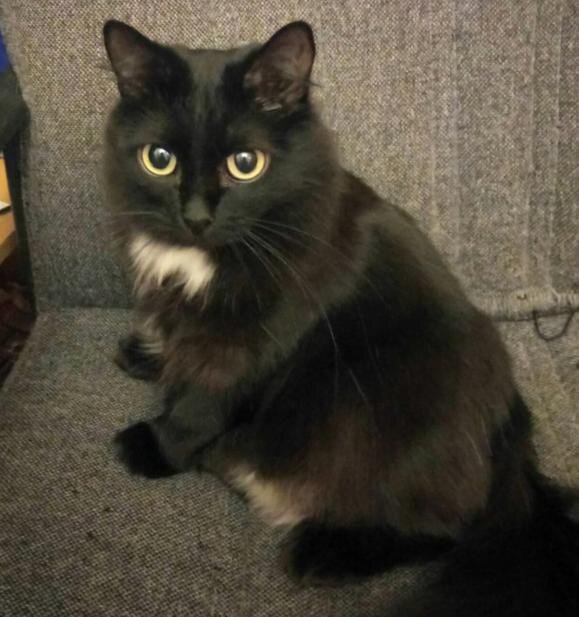 Кошка Чернуха