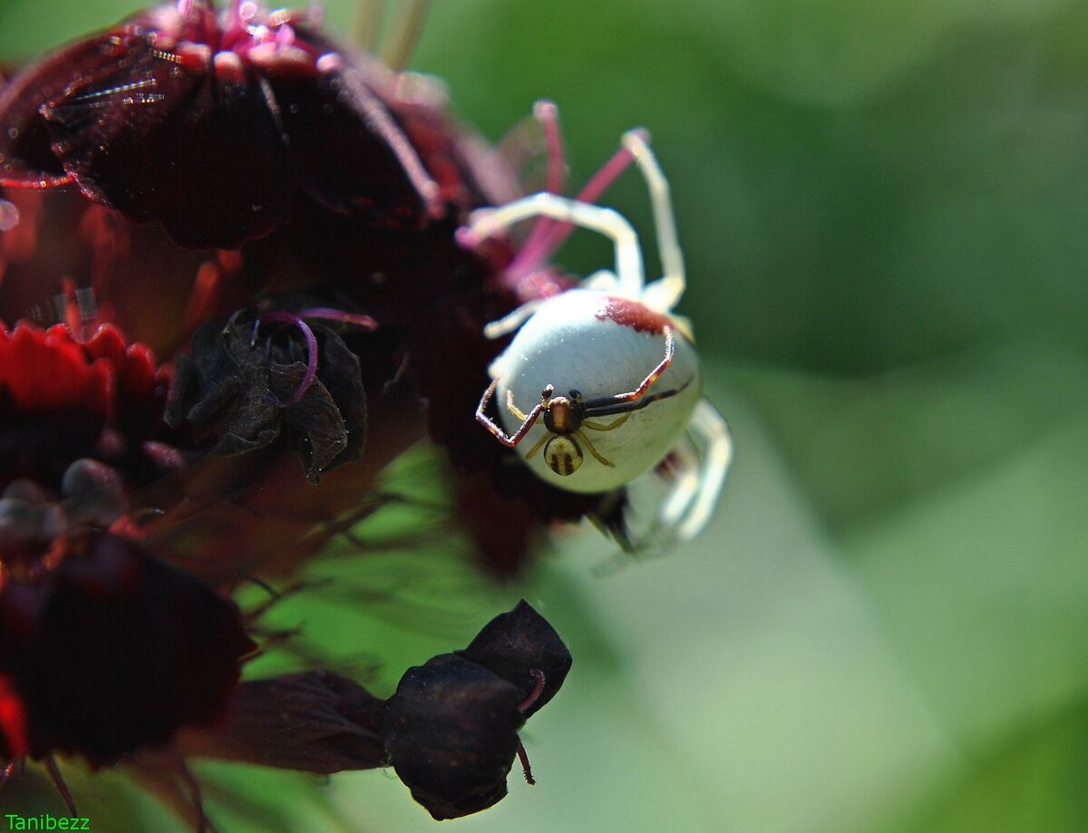 Мизумена косолапая (бокоход) / Misumena vatia
