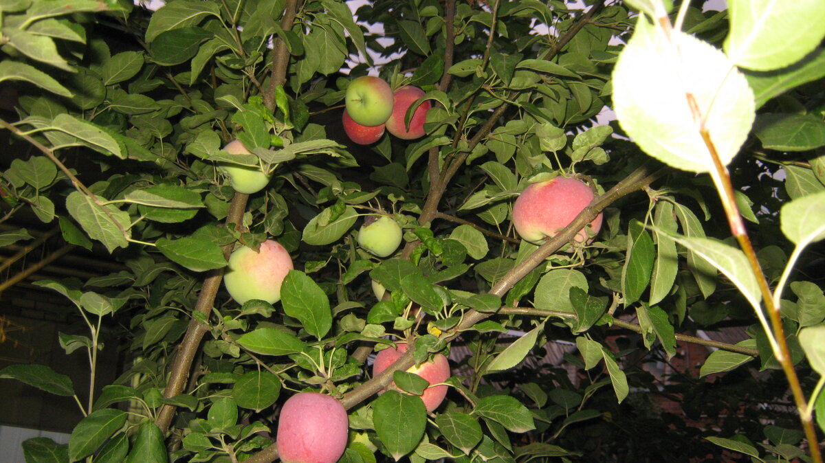 Ветка с красными яблоками, ранними.