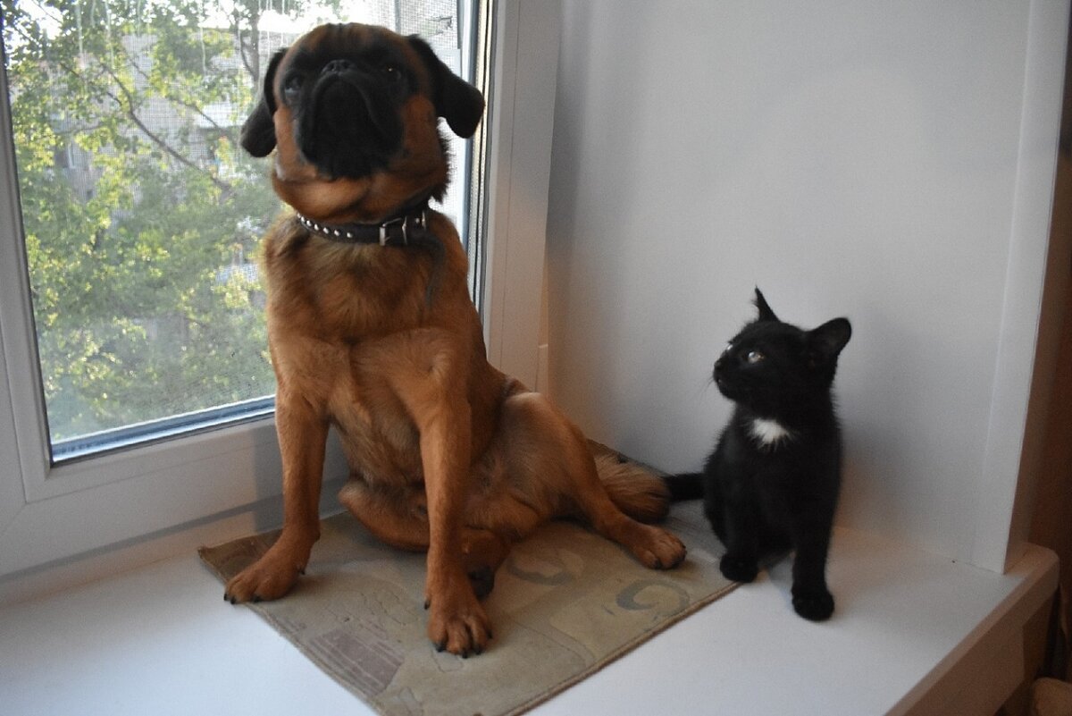 г, Архангельск. Наши любимые домашние питомцы Пти-Брабансон Гучи и котэ Маркус