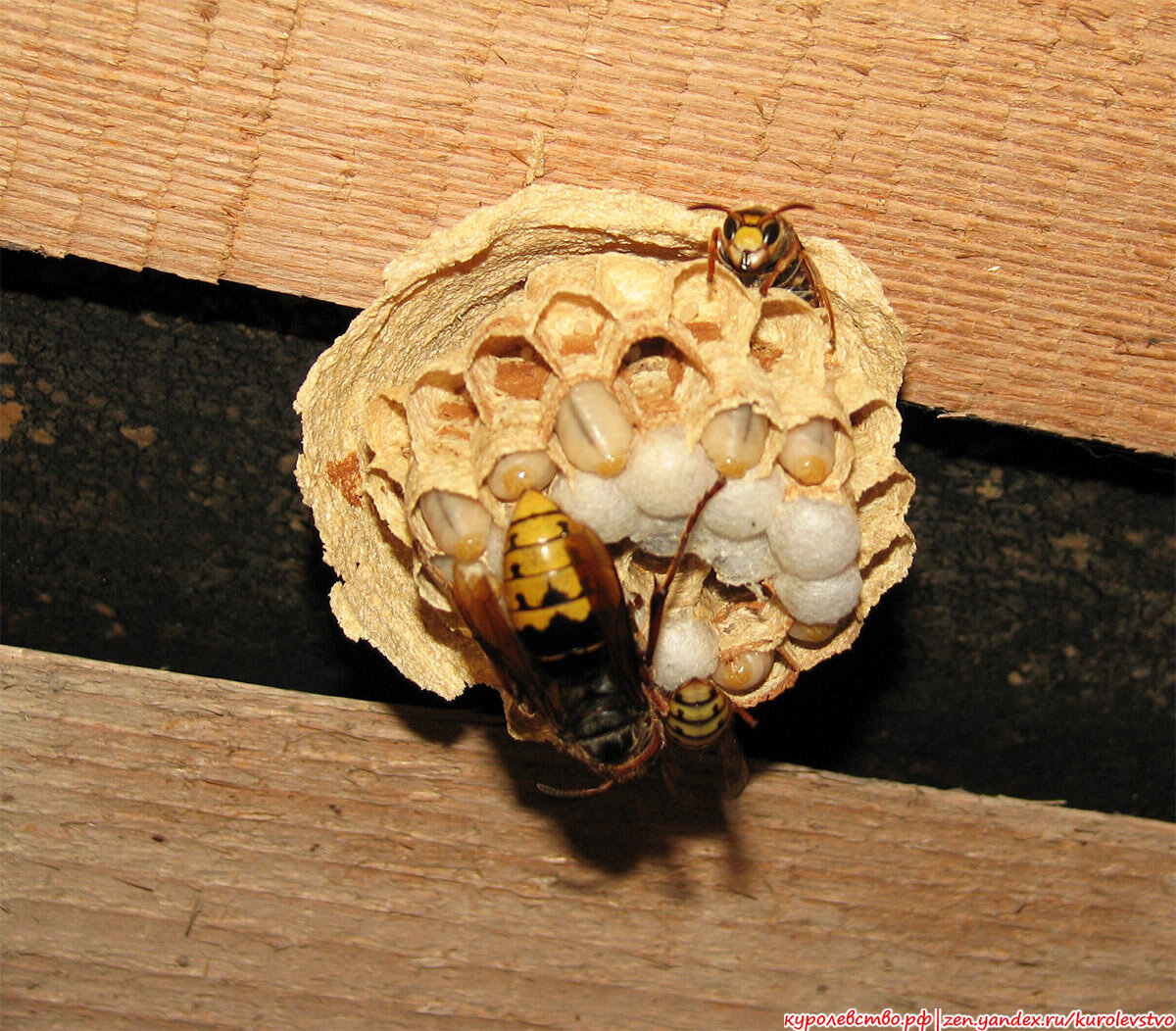 Фото автора.