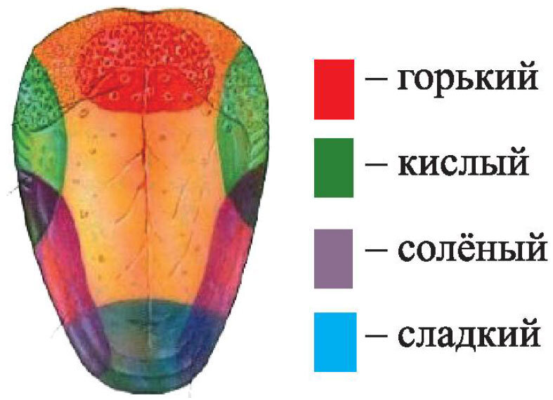 Научная ошибка: действительно ли на языке есть зоны вкусов?