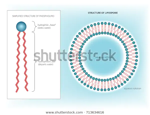 https://www.shutterstock.com/tr/image-vector/medical-vector-illustration-phospholipid-liposome-structures-713634616?src=fKKo9AIYp3jJV1lNuEu4pQ-1-2