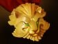   Medallion of Courage 