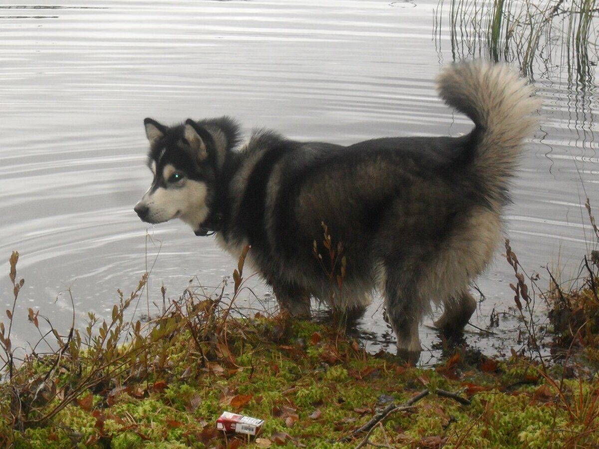 6-7 мес. Точно не помню)