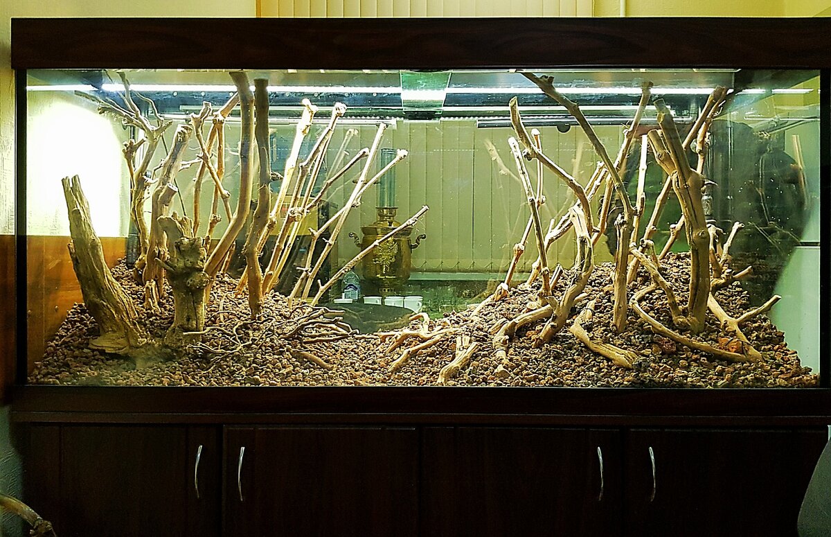 Террариум биотоп. Создания аквариума. Террариум биотоп. Создания аквариума. Дизайн аквариума.