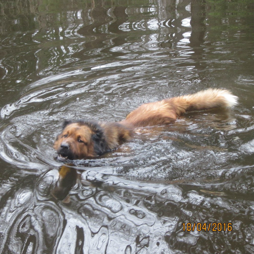Вода или снег собакам