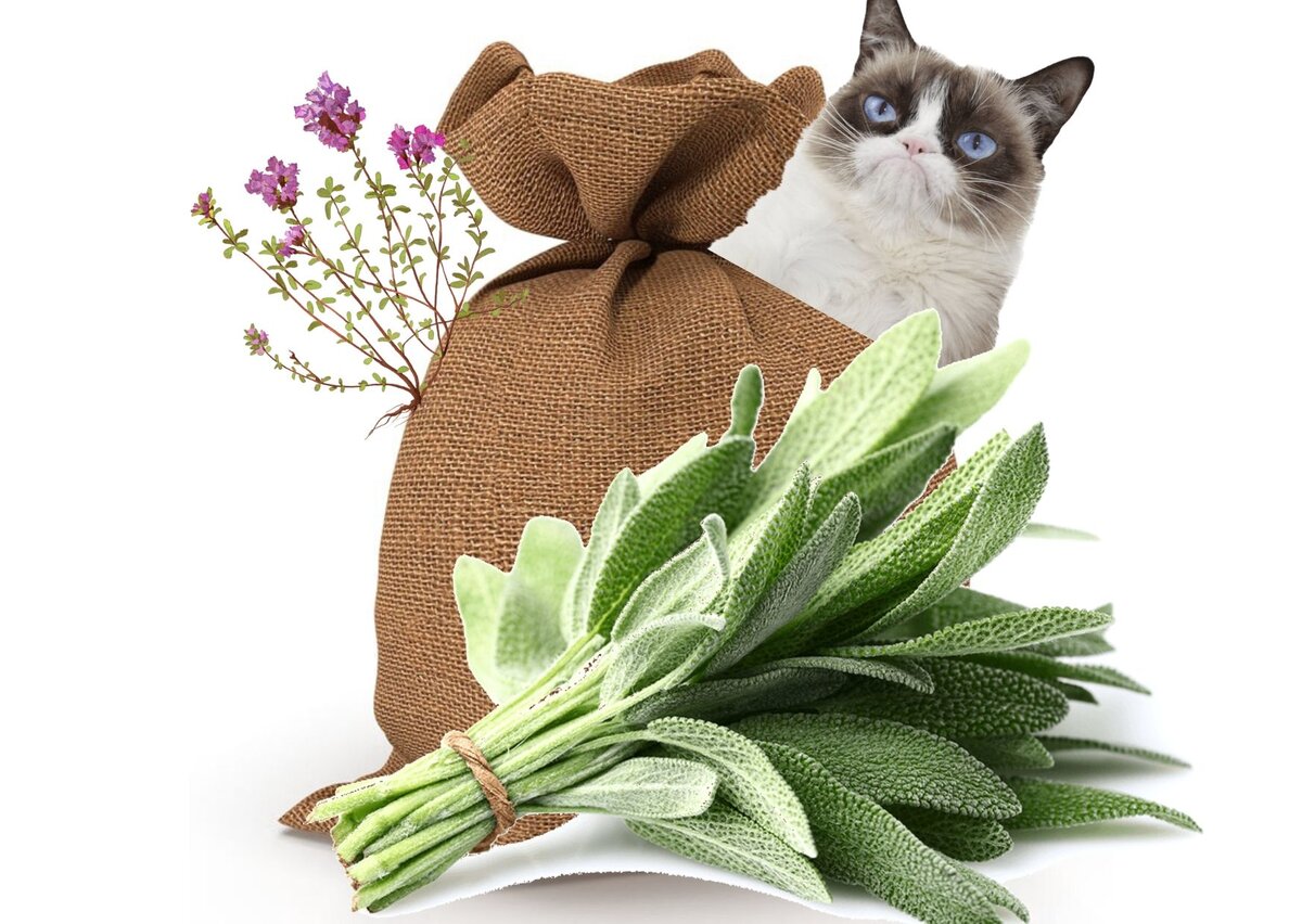 Ждала урожай шалфея, а вырос тимьян! Да, и так бывает!  