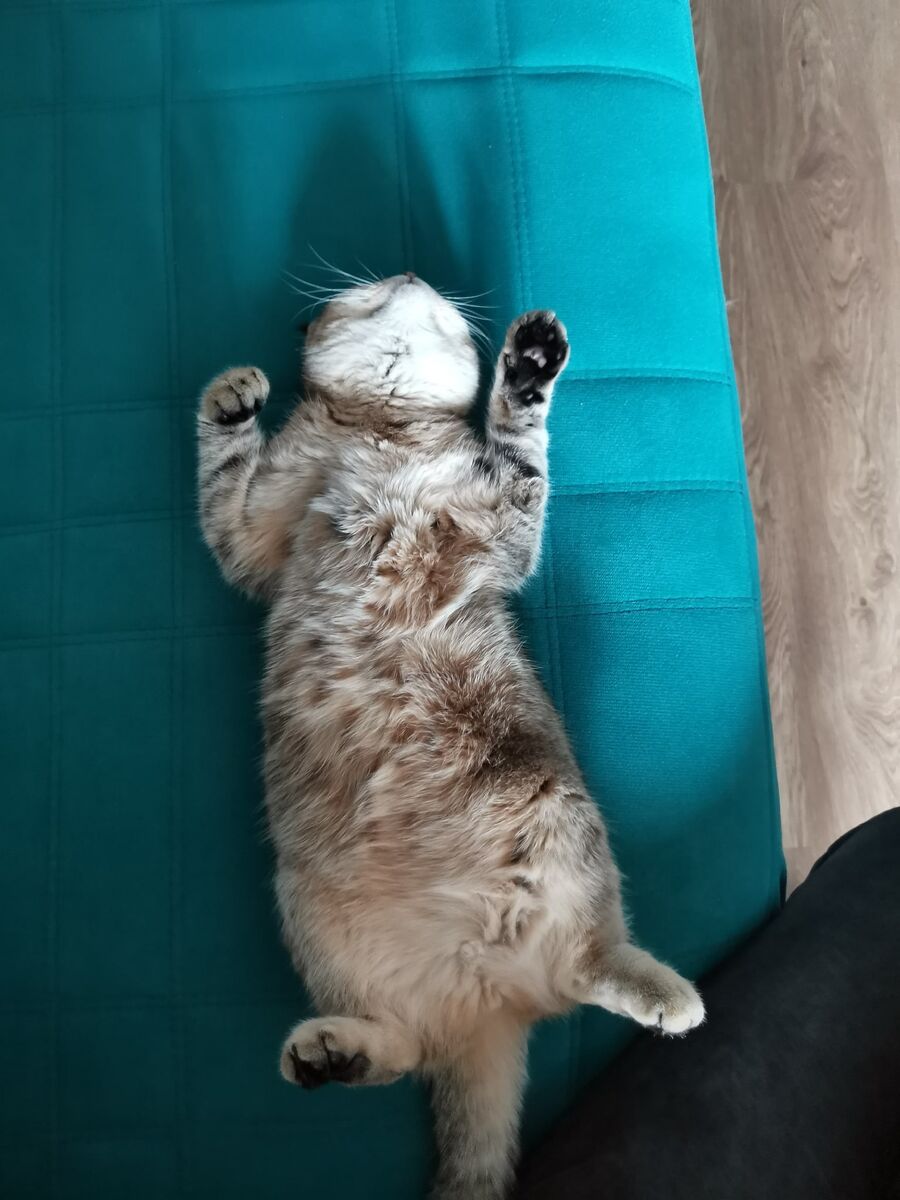 Притворяюсь мягкой игрушкой...