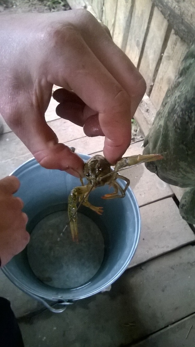 Рак собственной персоной