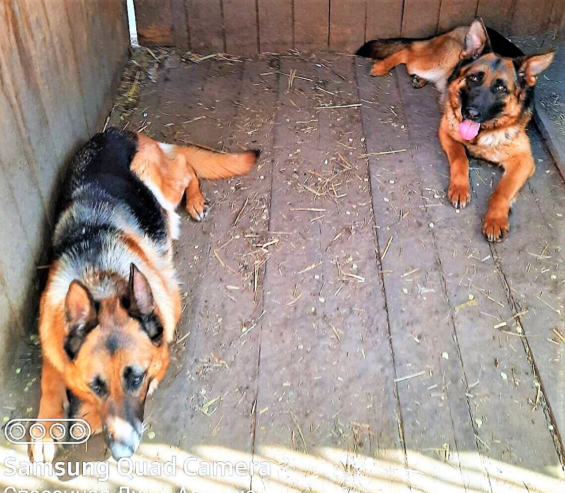 Донна и Вега