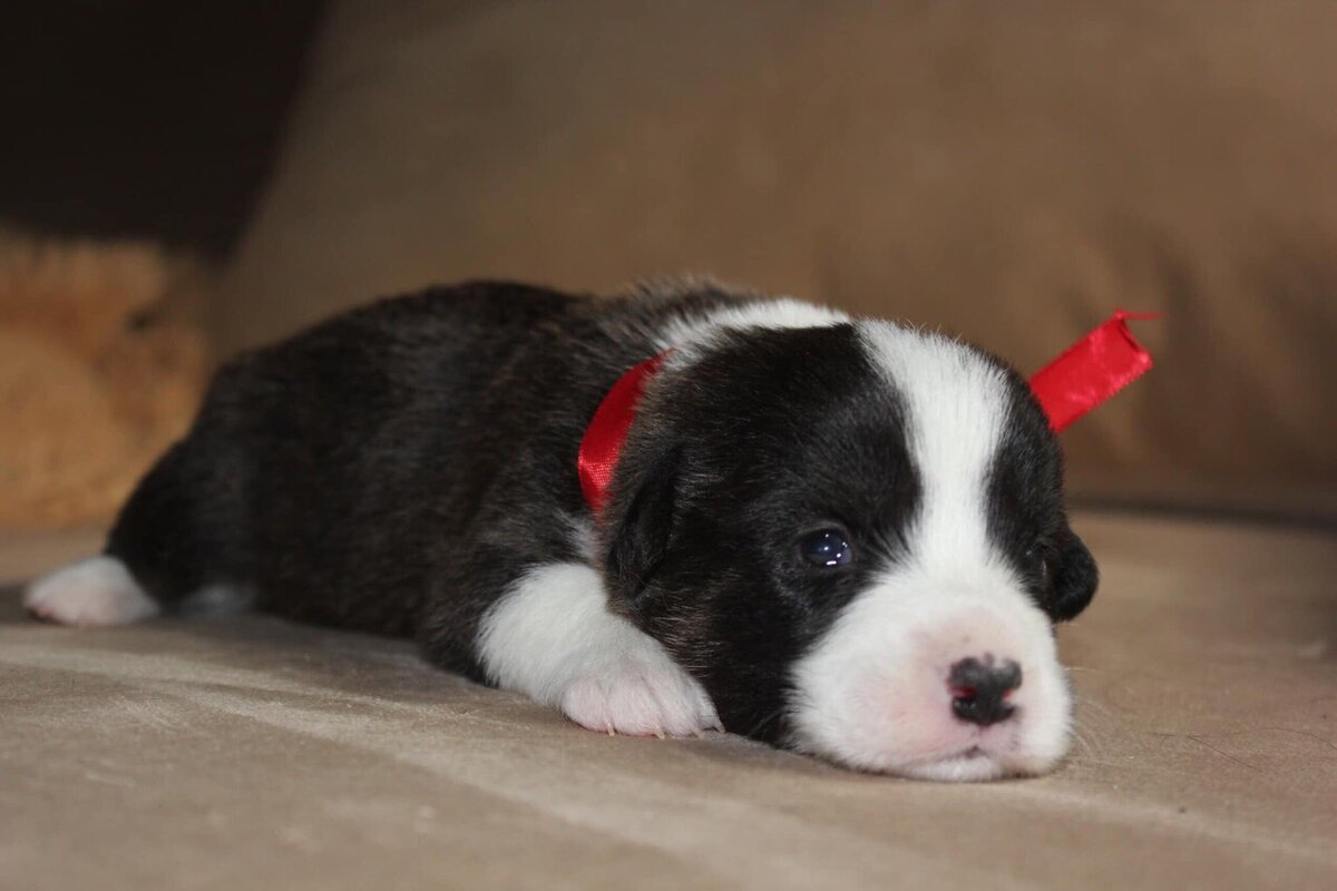 По этой фотографии мы поняли, что это наша собака