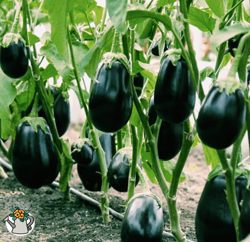 Баклажаны на заварке