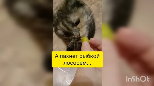 Что думала кошка, пока пыталась съесть оливку