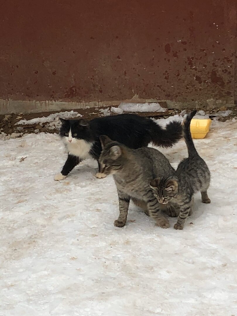 Котосемья зимой