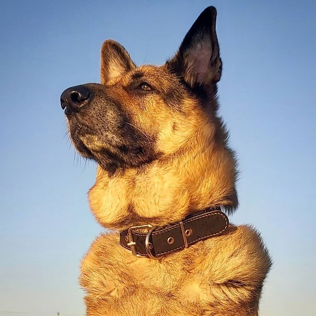 Шерри собака. Petting men. Помни собака. Помни собака. Шерри собака фото.