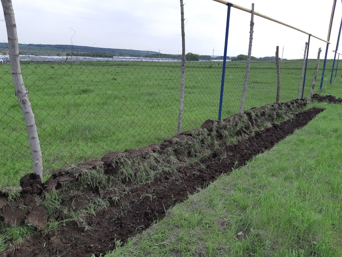 Симпатичный газон :))) Забор стоит 4-й год, столбы крепкие и бесплатные :)