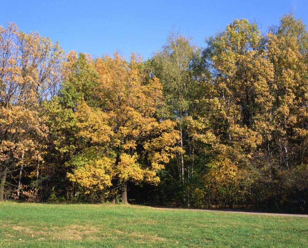 В октябре, благодаря работе волонтеров, в пойме появятся 15 тысяч деревьев