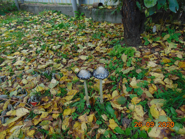 Вот мой забор, вот моя слива.