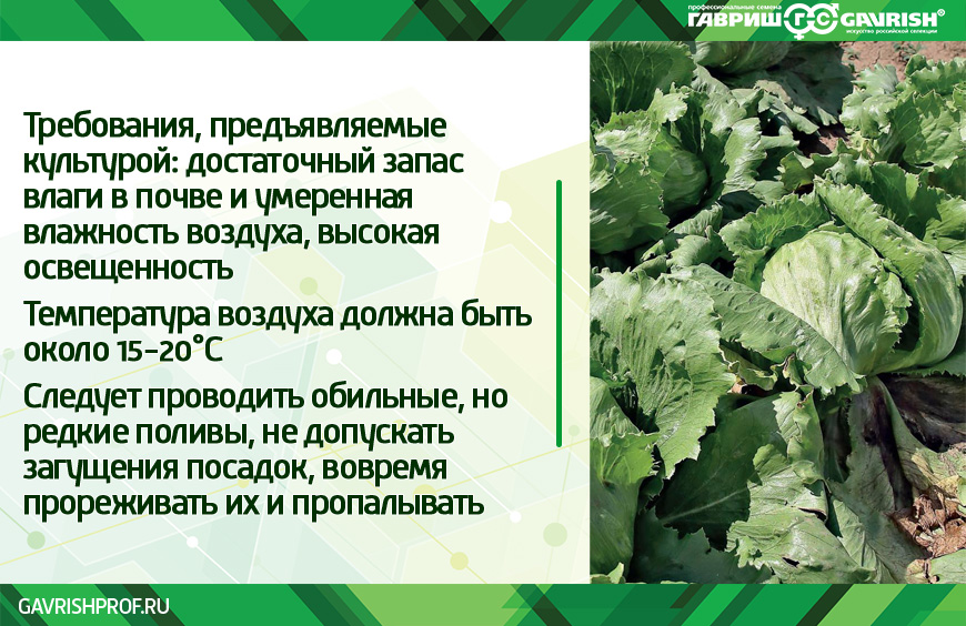 Айсберг семена выращивание в открытом грунте. Салат Айсберг. Салат Айсберг вырастить. Салат кочанный Айсберг. Салат листовой Айсберг.