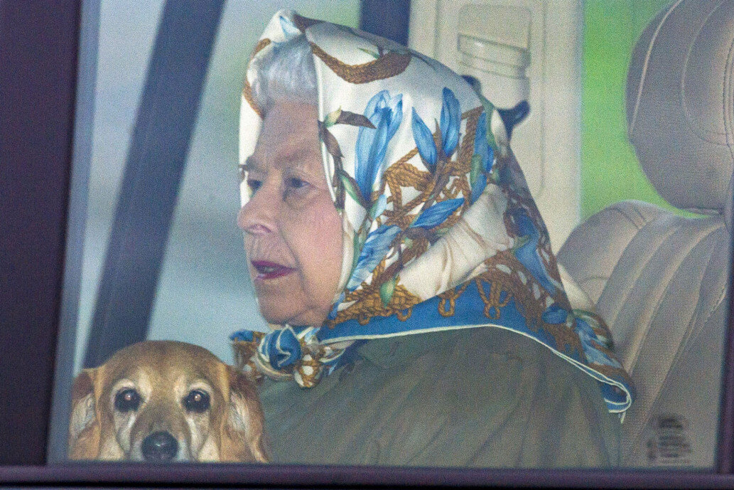 Королева Елизавета едет в машине с одной из своих собак