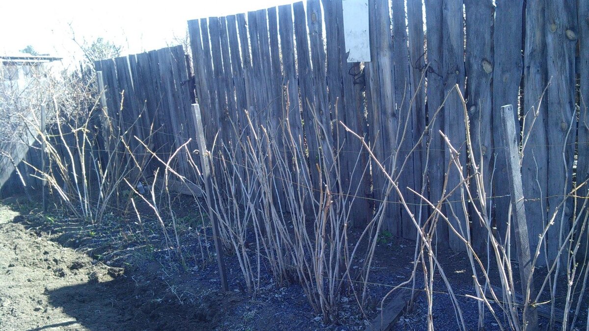 Малина весной