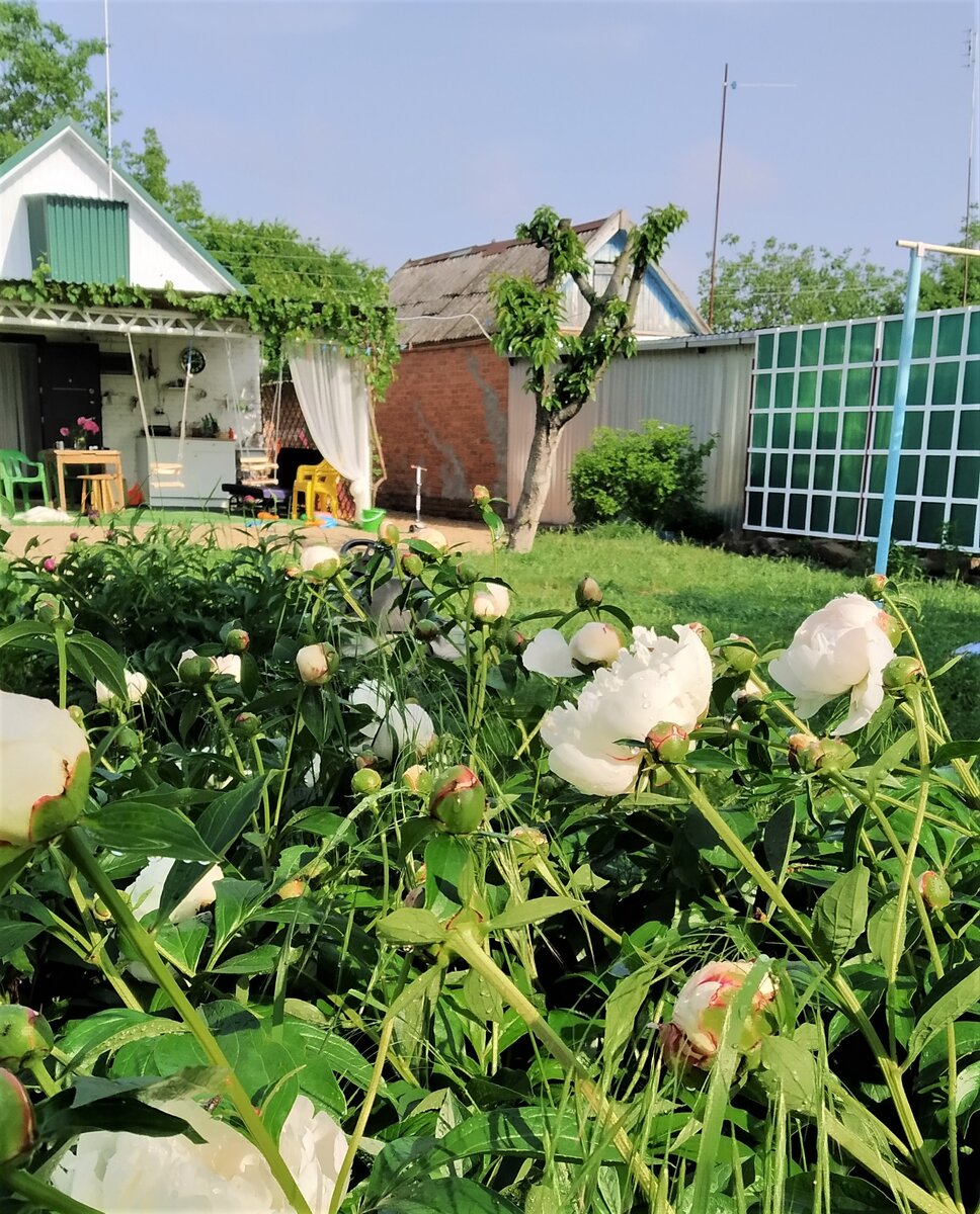 В мечтах было строительство  нового дома. А по факту купили  дом, половина которого  турлук  1957 года постройки. 