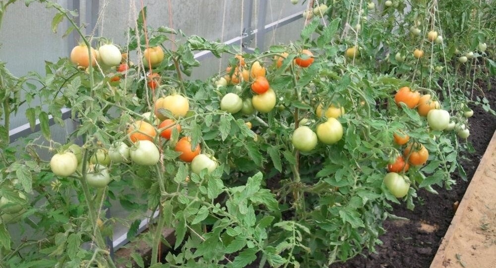 Йодовая подкормка, и помидоры в теплице будут крупными, ровными и красивыми на вид!