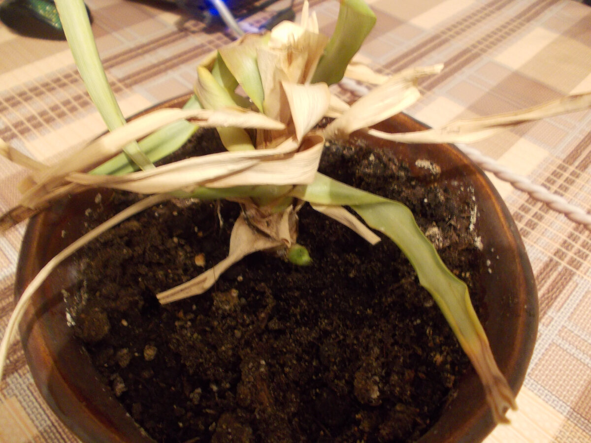 вот таким ананас попал в мой дом.
