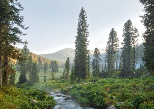 Вот так примерно выглядело то место, где на опушке находилась избушка , в которой мы жили