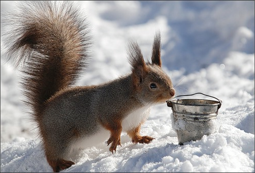 Ян был в восторге, когда Феликс Эдмундович подарил ему бельчат