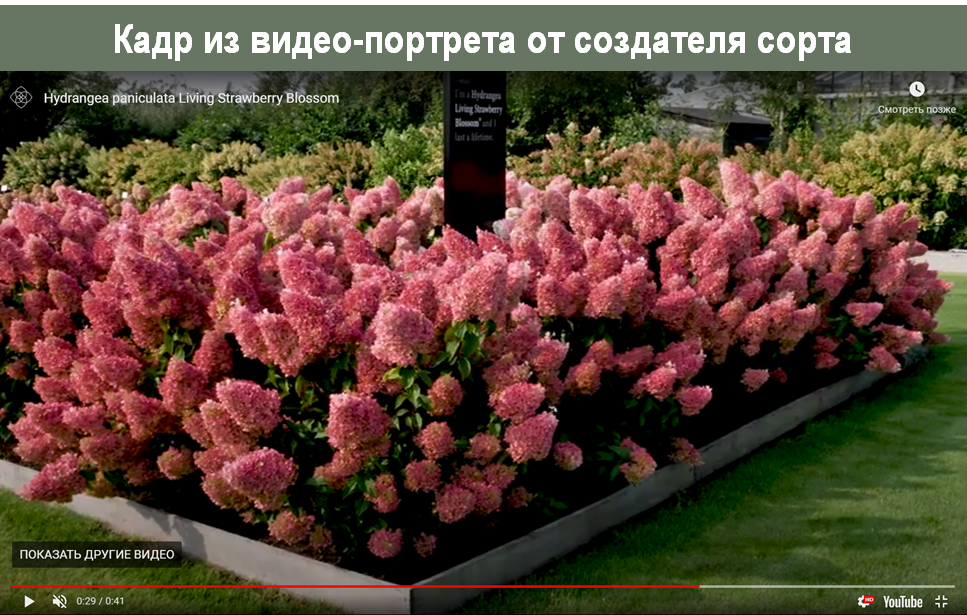 Гортензия метельчатая strawberry blossom фото