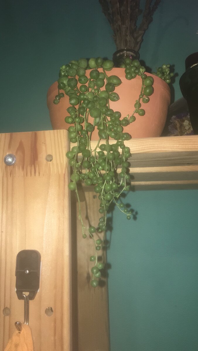 Крестовник Роули один из моих любимчиков.