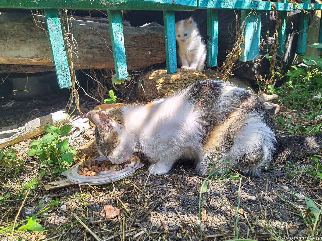 Чужая кошка и котёнок с синими глазами | Дневник отчаянных пенсионеров |  Дзен