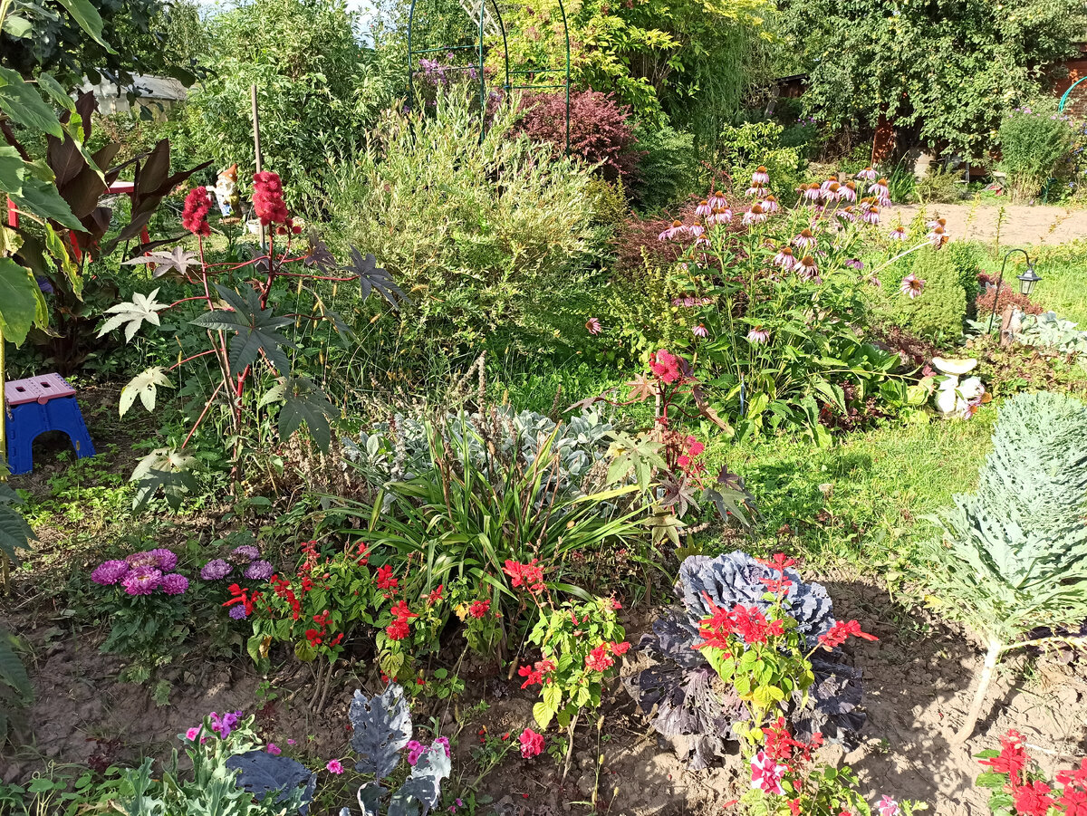 Фото автора. Цветение в августе.