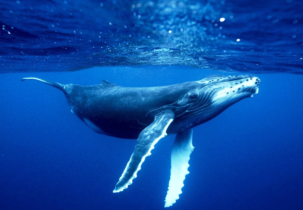 Грация и мощь синего кита. Источник Яндекс. Картинки