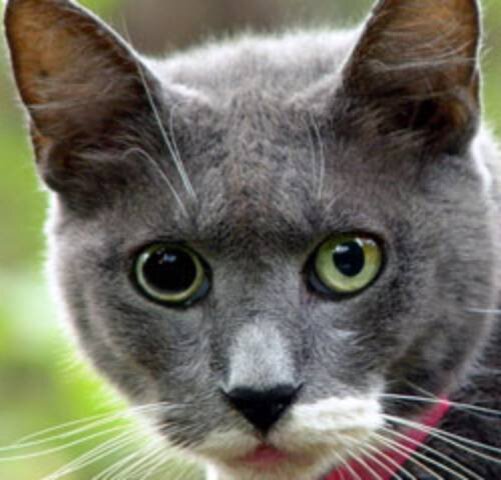 Лечение эпилепсии у кошек