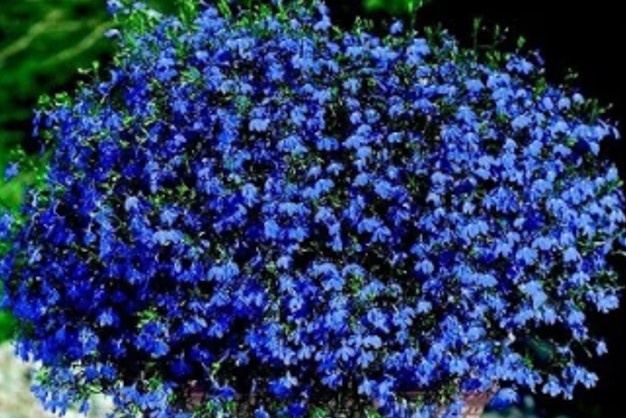 Лобелия фото 2