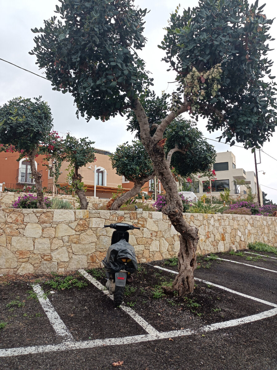 Трава на Крите пробивается даже сквозь асфальт (фото автора)