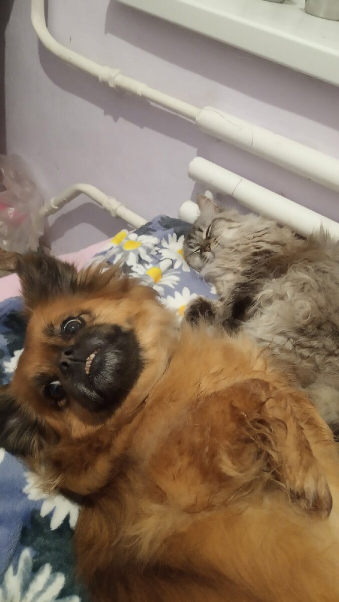 Карамелька и Пушинка