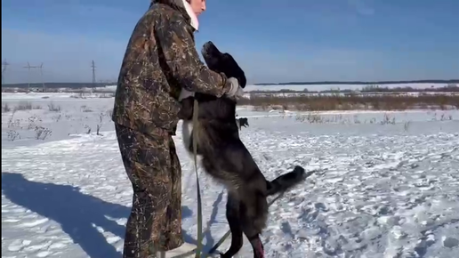 Самый сильный пес - это Гектор! А самый послушный - Пират )) Вот так получилось