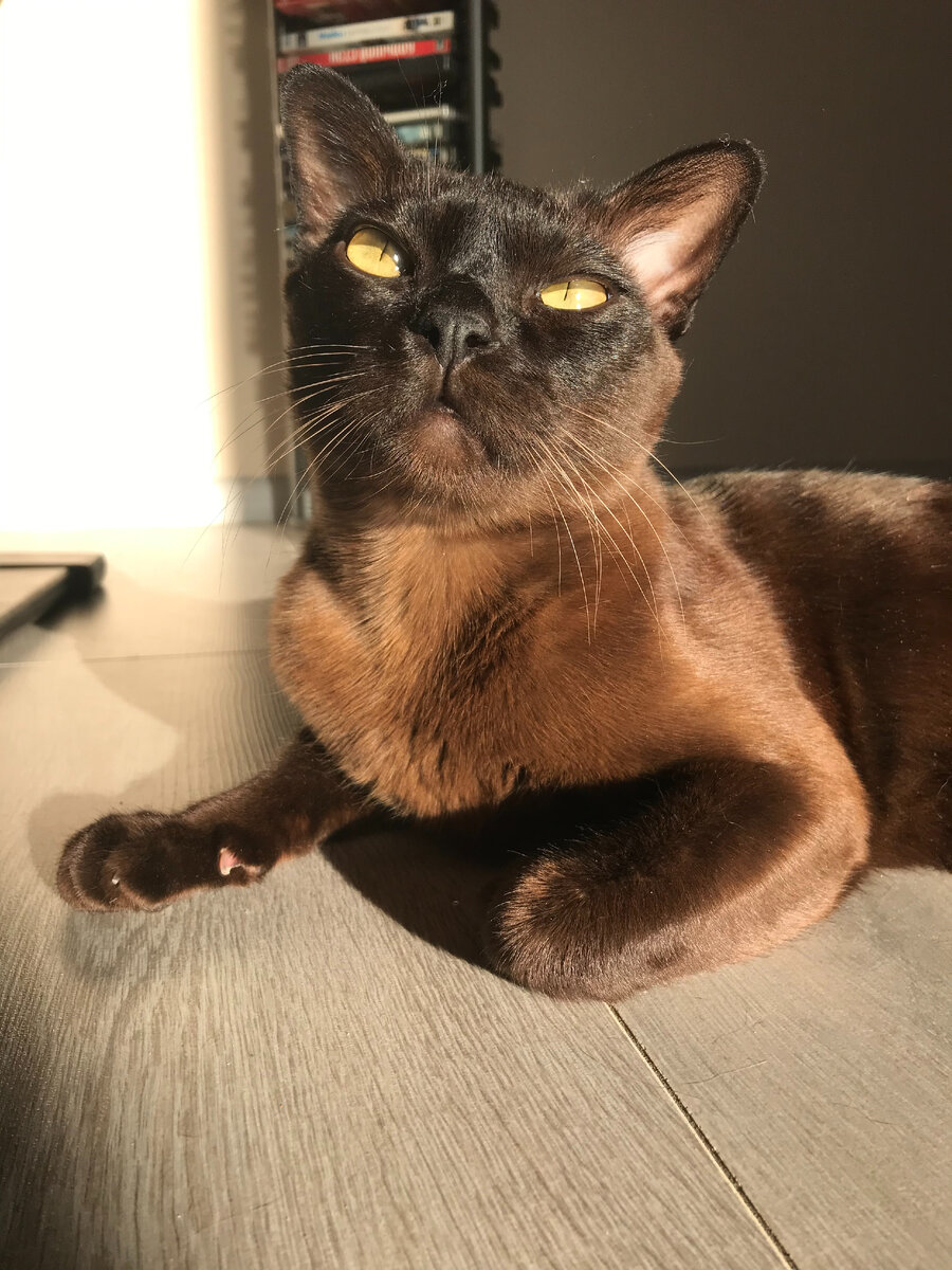 Шёлковый Тихон