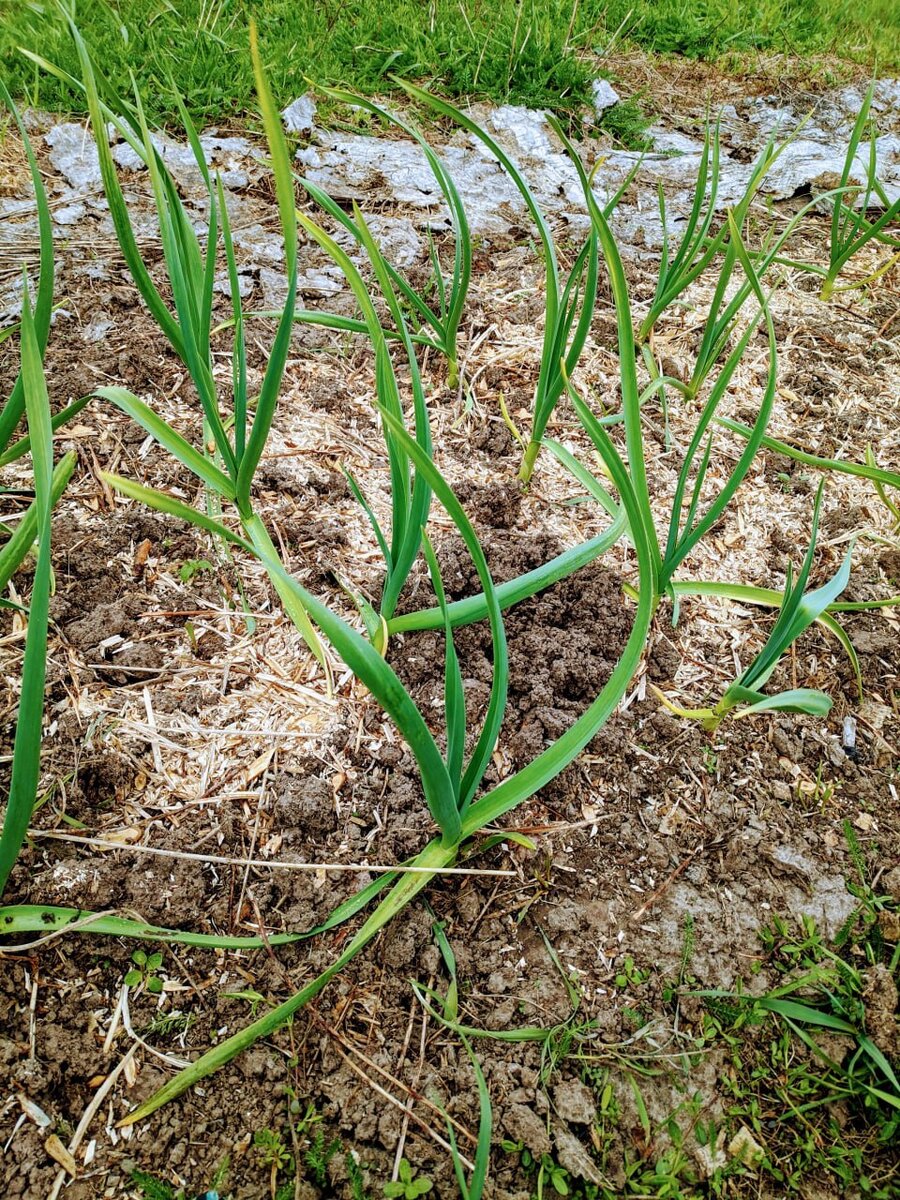 Свежевскопанный кротами чеснок. Фото автора